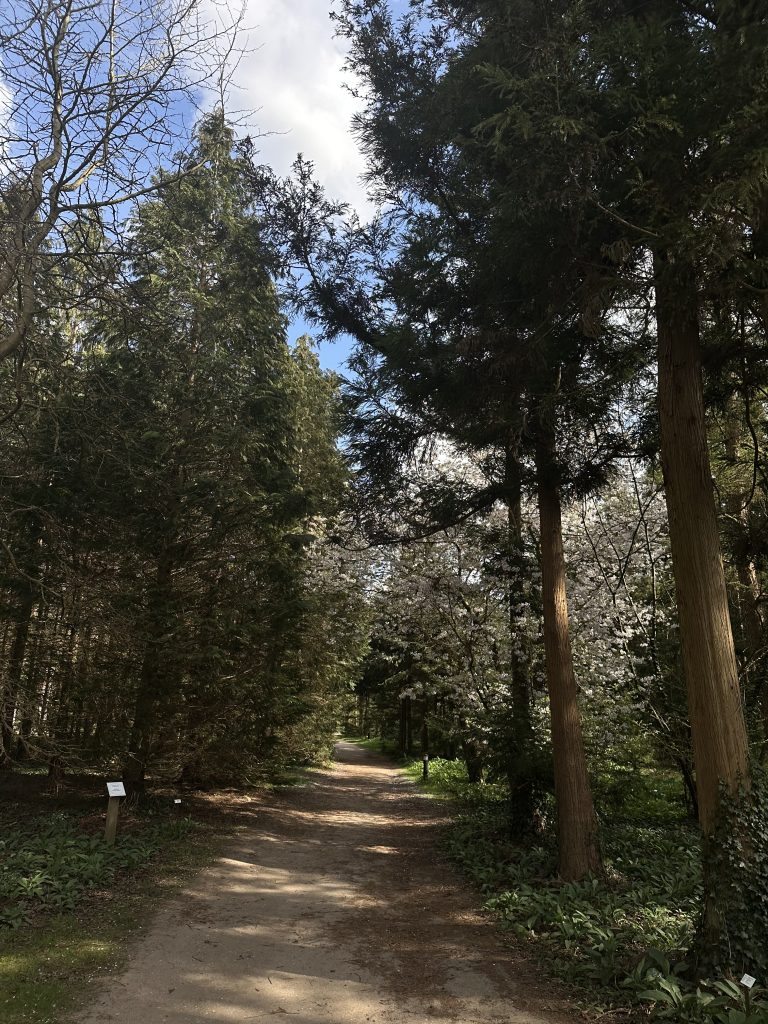 Wandelpad door de Veluwse bossen