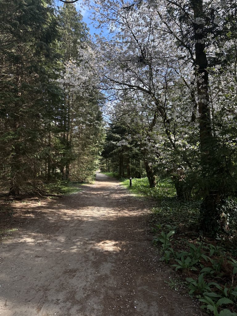 Bospad met bloeiende kersenbomen